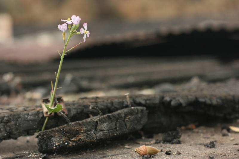 A small flower among the charred remains in Larkfield.