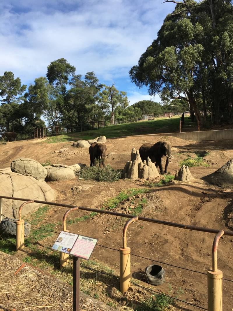 Elephants at the Oakland Zoo