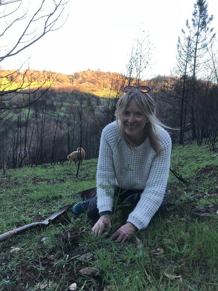 Robin Pressman planting redwood saplings at her property in the Santa Rosa foothills.