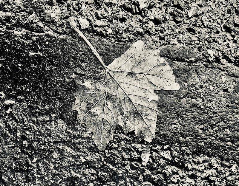 A leaf, posted to Patti Smith's Instagram.