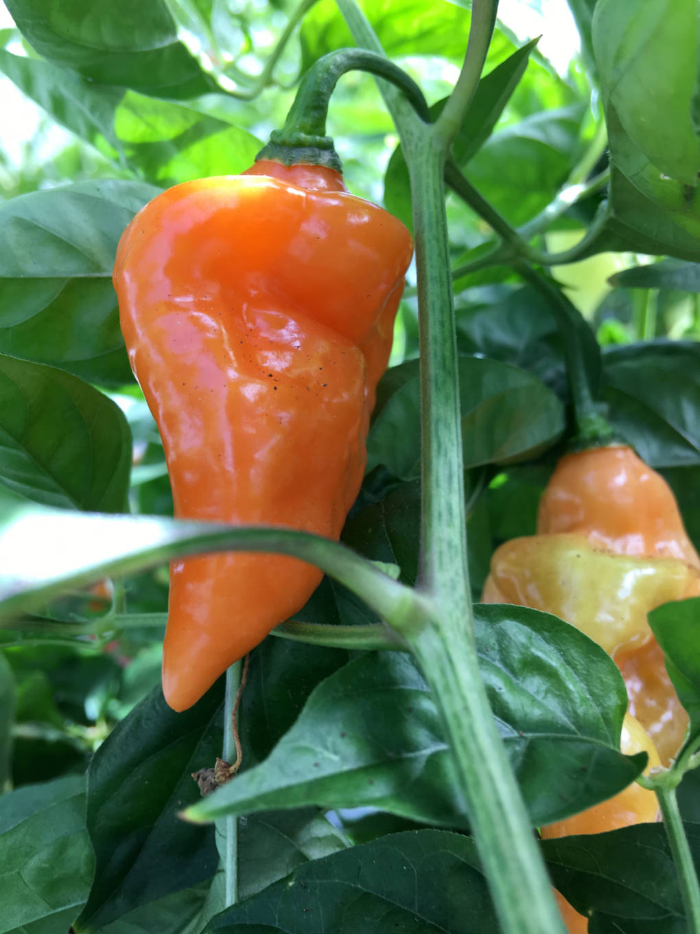 Cornell plant breeder Michael Mazourek created the Habanada as part of his doctoral research. He got the idea after discovering a rogue heatless pepper whose genetics behaved very differently from a naturally sweet pepper like the Bell.