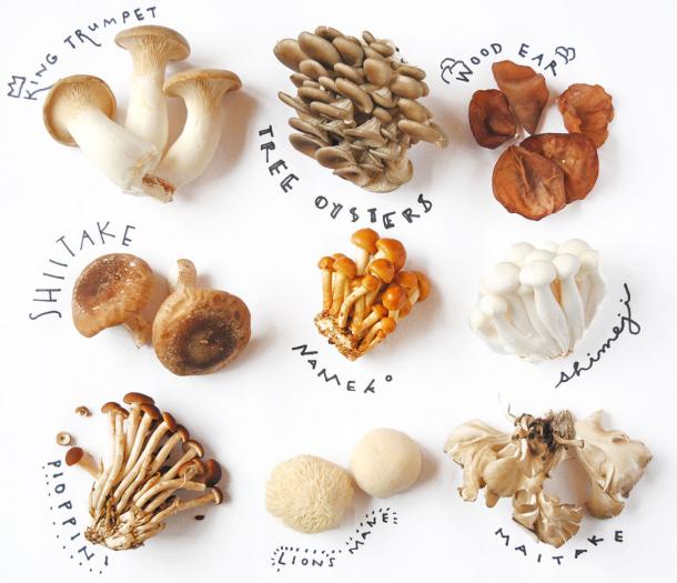 Culinary mushrooms grown by Far West Fungi.