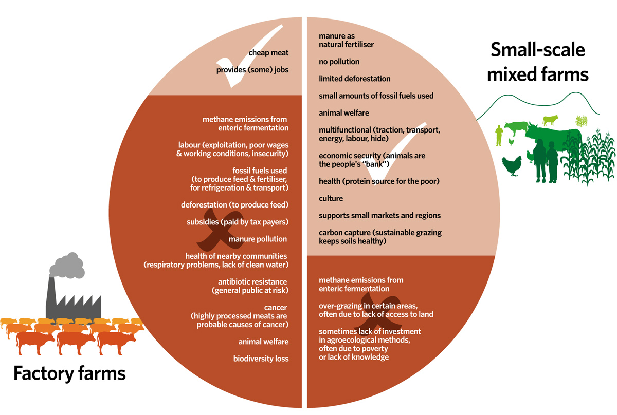 Contrasting the broader carbon footprint of factory farm animals vs animals from small-scale, mixed farms using a systems lens.