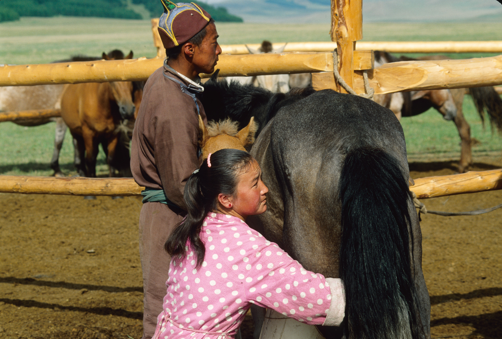 Milking a mare in Mongolia.