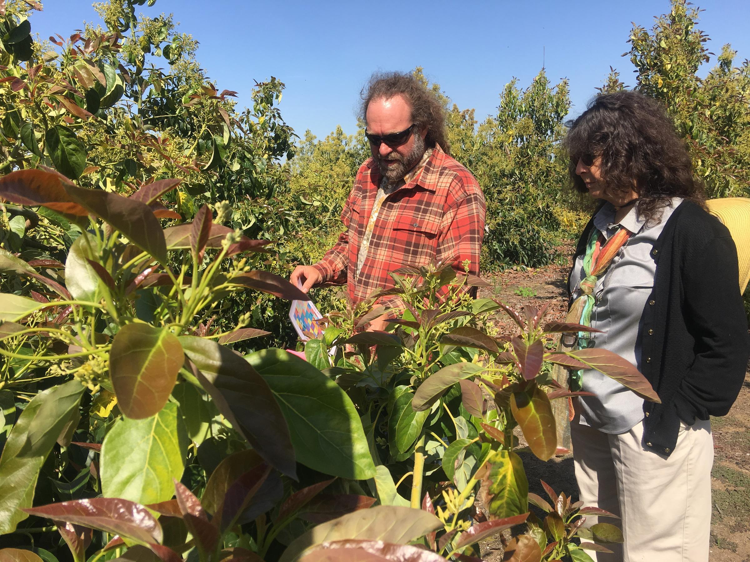 Eric Focht and Mary Lu Arpaia breed avocado trees across California. They're in search of varieties that will grow well in California's Central Valley.