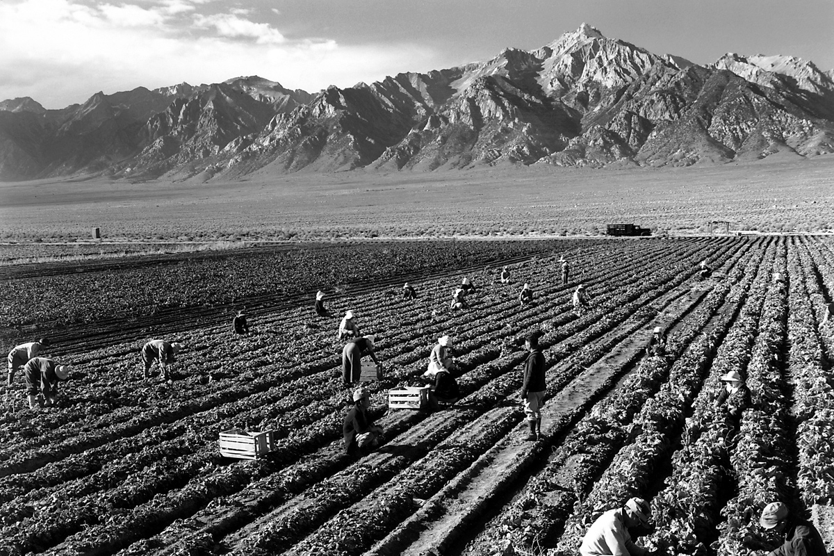Ansel Adams documented farmworkers at Japanese internment camps in California.