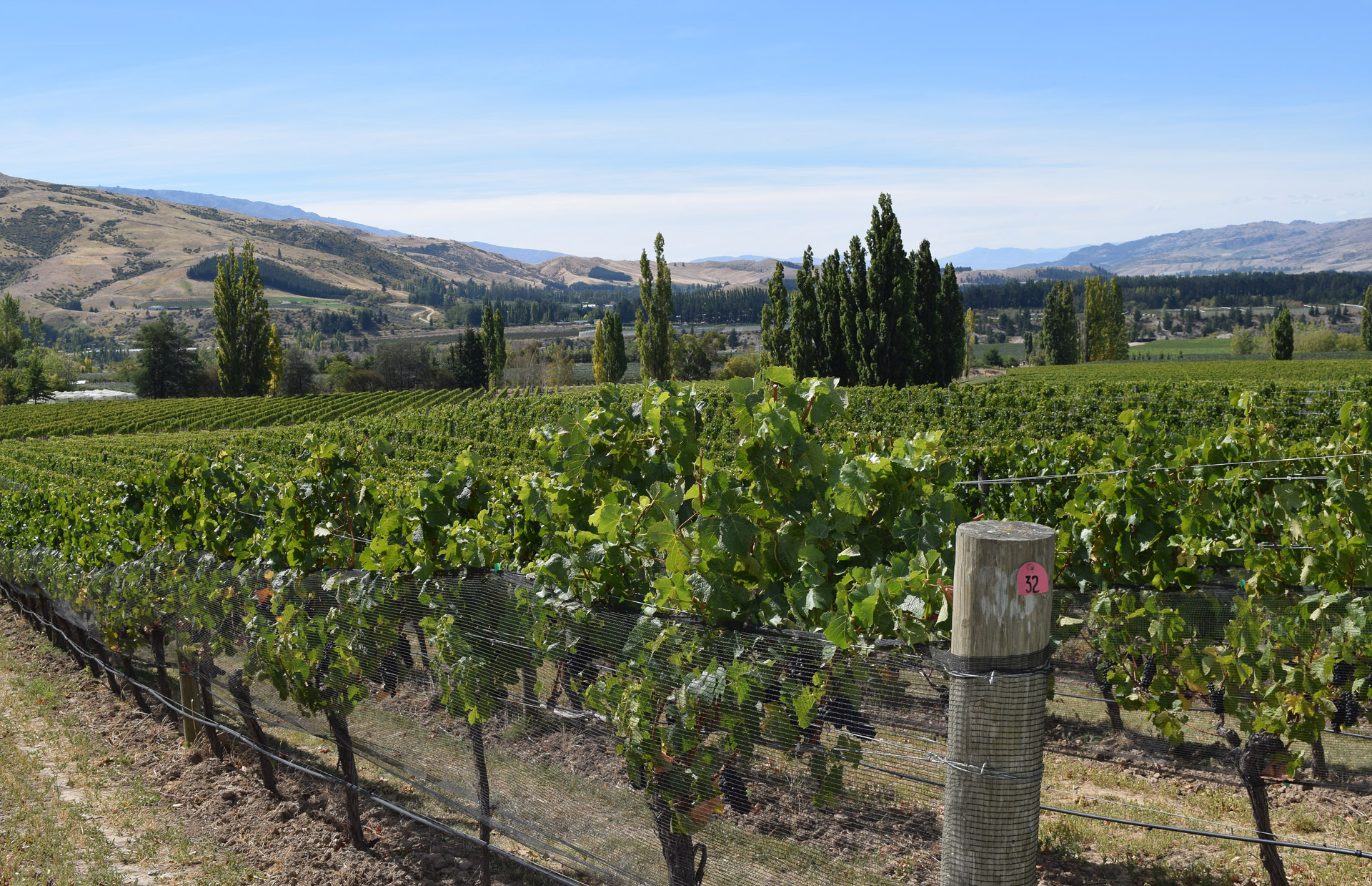 Legendary Felton Road is in a lovely part of Central Otago called Bannockburn and makes some of the top pinot noirs in New Zealand.