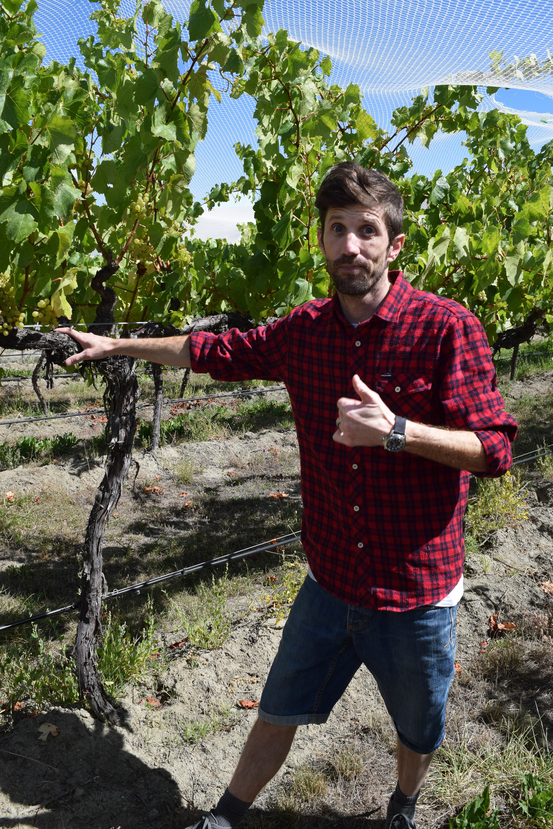 Young winemaker Francis Hutt explains that the many large producers of his country's sauvignon blanc brands "pay for a lot of our research and science and help develop markets," benefitting the whole industry.