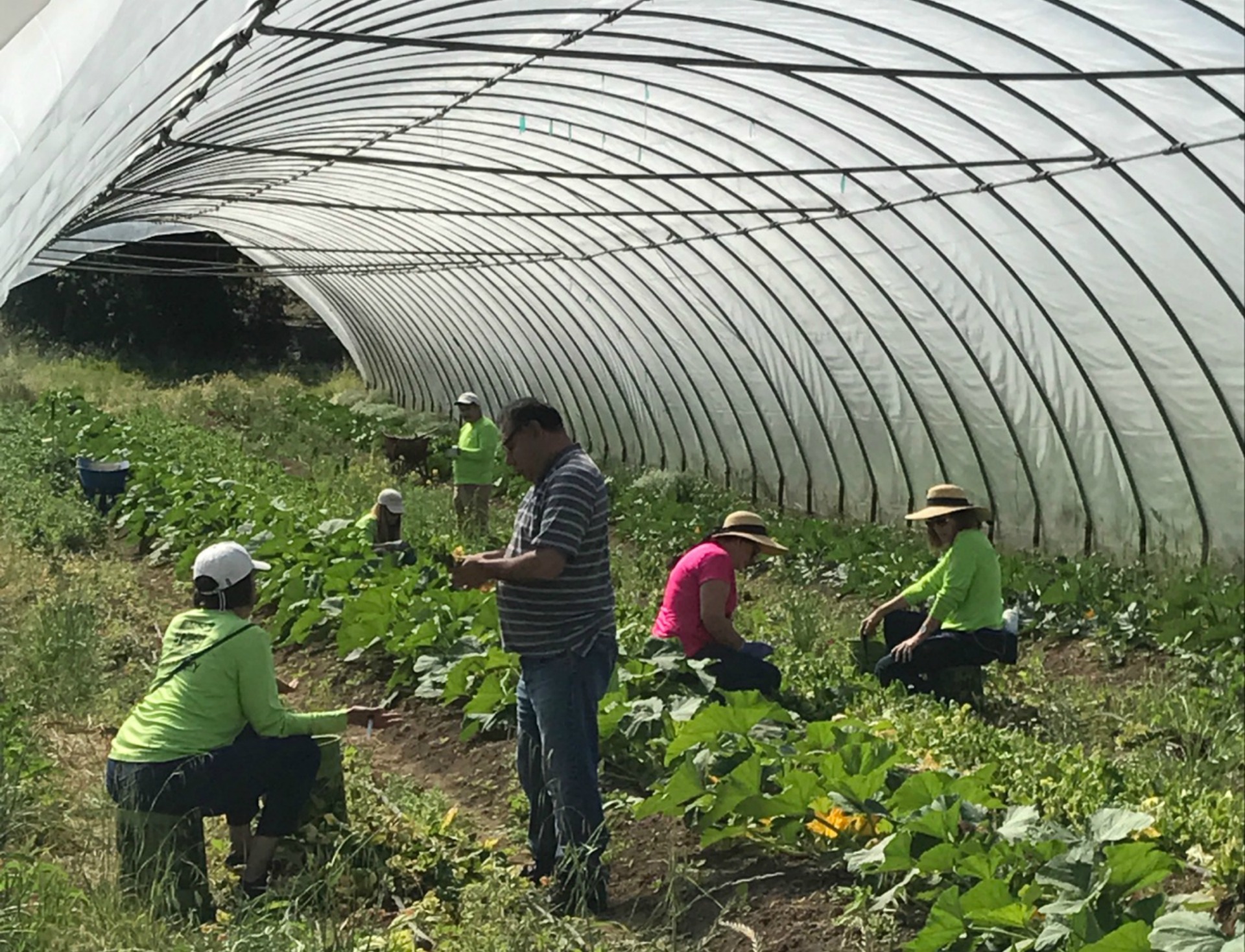 Farm To Pantry volunteers glean excess produce from farms to donate to charities.