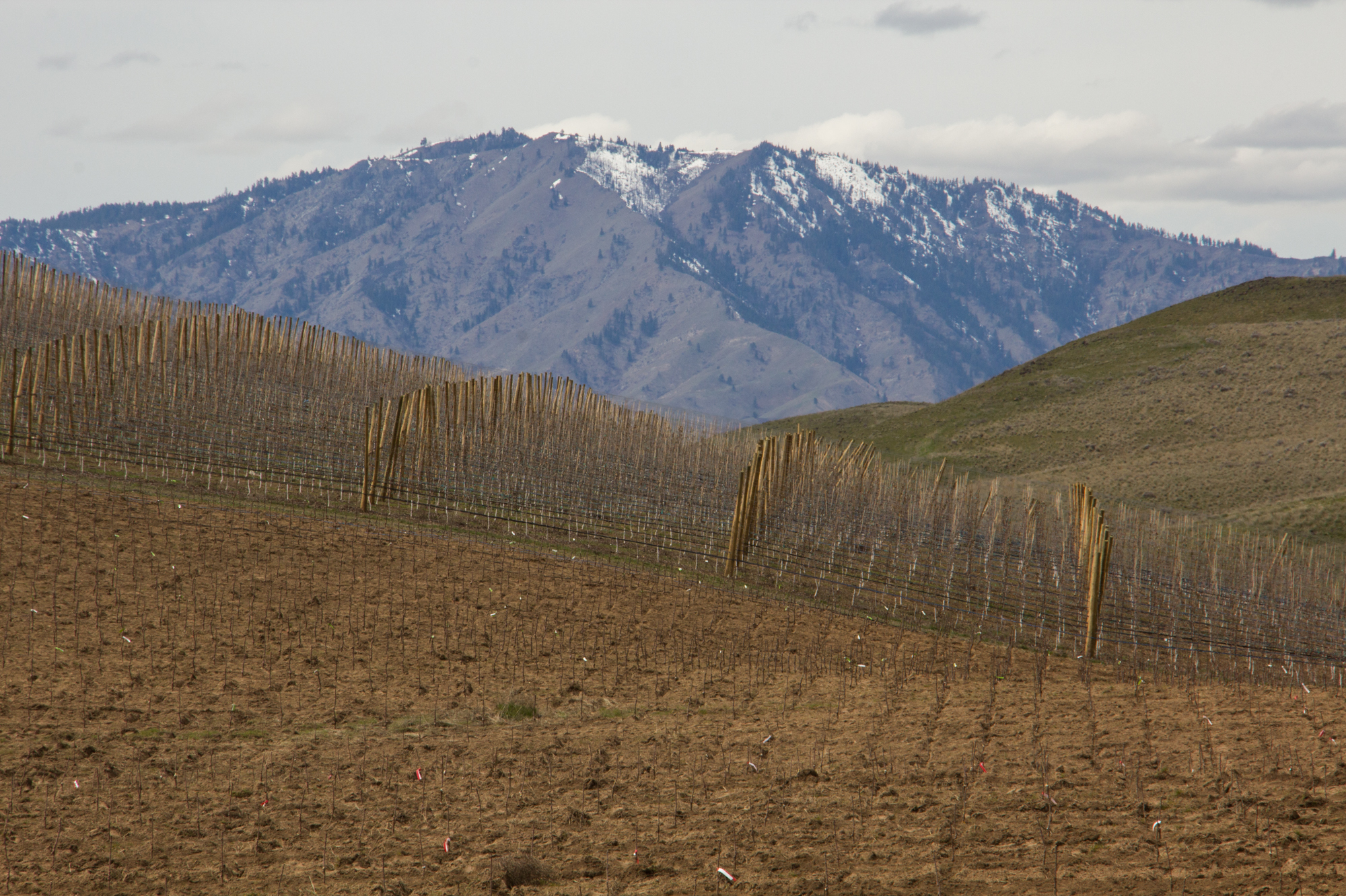 A modern orchard near Wenatchee, Wash. The trees in the foreground have just been planted. In the background, an orchard of young trees.