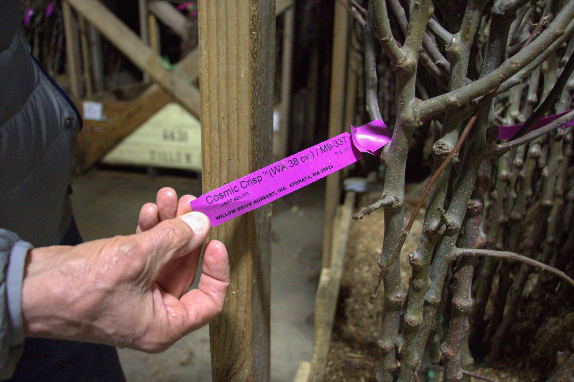 This new Cosmic Crisp tree at Willow Drive Nursery, in Ephrata, Wash., relies on a rootstock called M9-337.