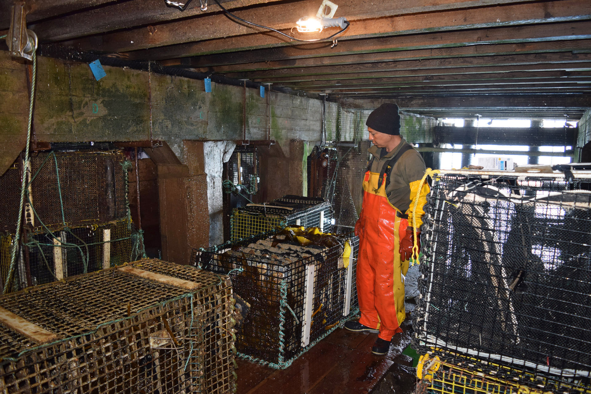 The sub-pier abalone farm at Monterey Abalone Company uses a system of ropes and pulleys to move the stacked, mollusk-filled cages in and out of the water.