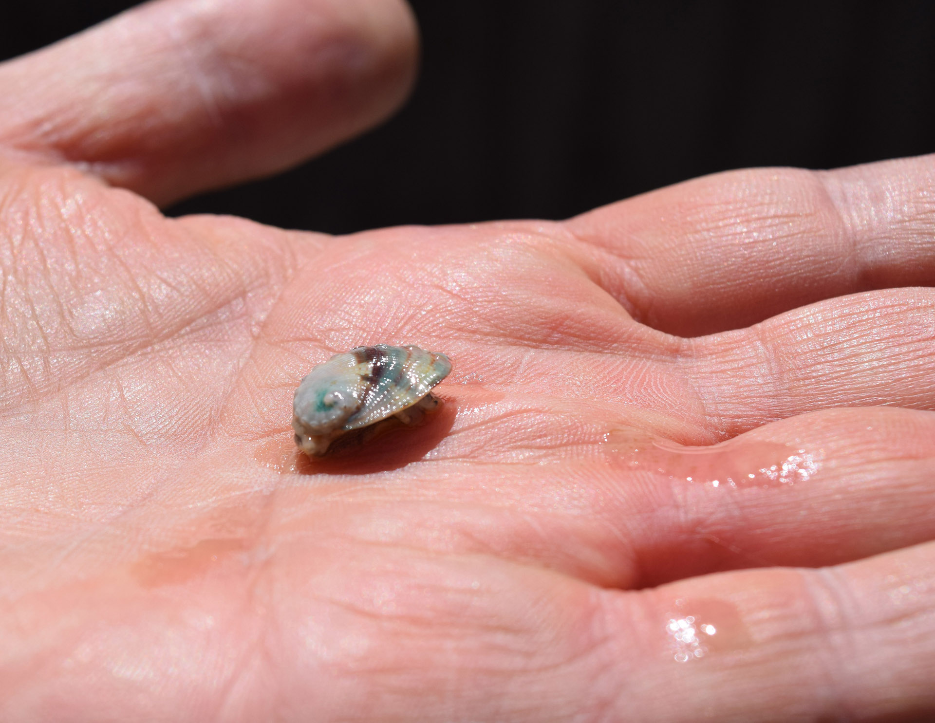 This six-month-old abalone peeking out from its colorful shell will grow slowly -- an inch or so per year -- so aquaculture operations must be patient.