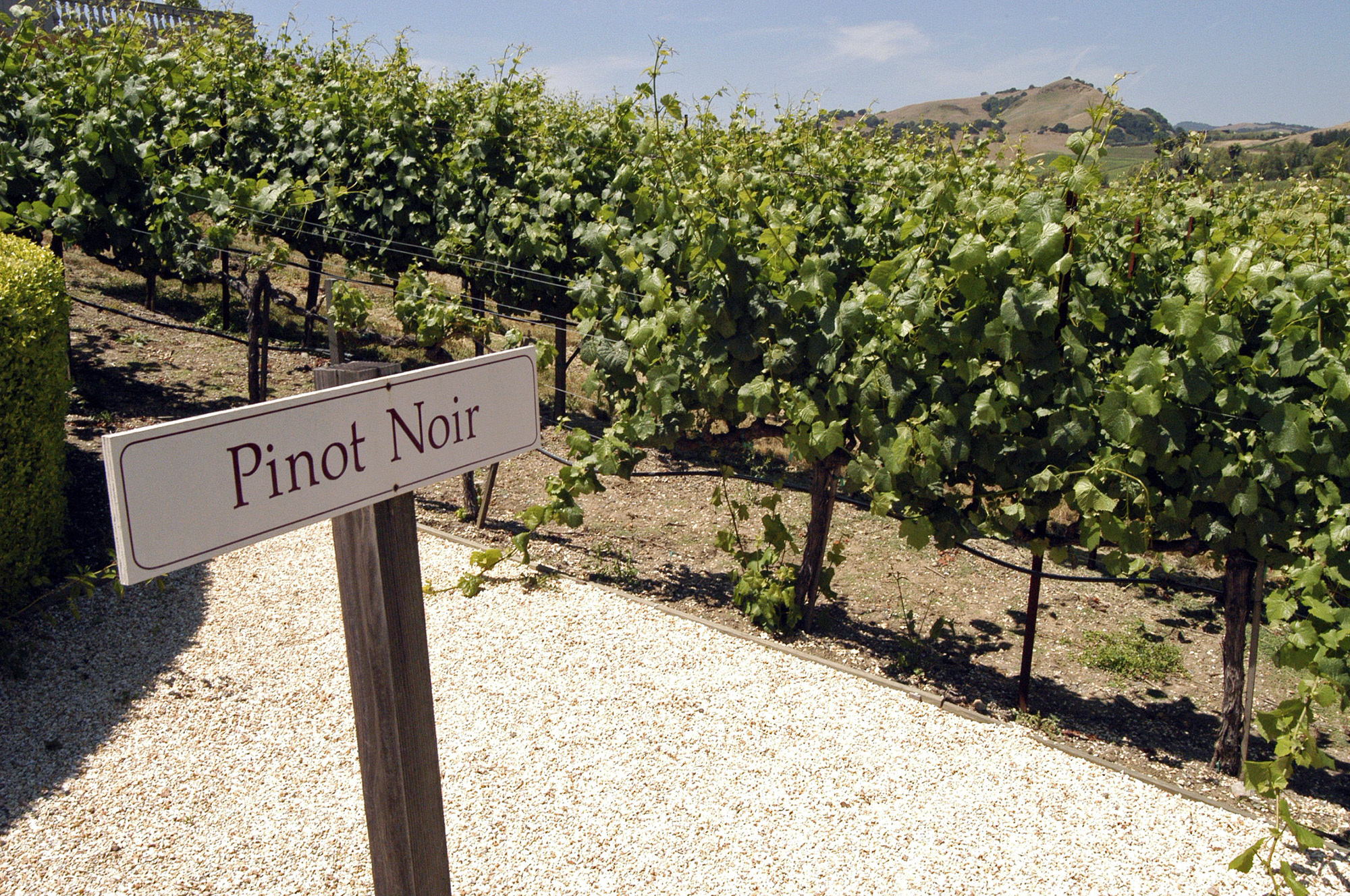 A vineyard in Napa Valley, Calif.