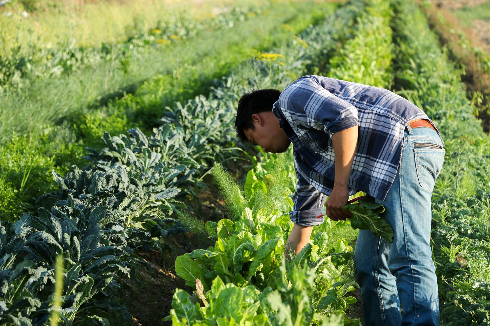 A farmer checks on produce at Padao Farms, a 15-acre plot run by the Yang family in Fresno, Calif., that specializes in Asian greens.A farmer checks on produce at Padao Farms, a 15-acre plot run by the Yang family in Fresno, Calif., that specializes in Asian greens.