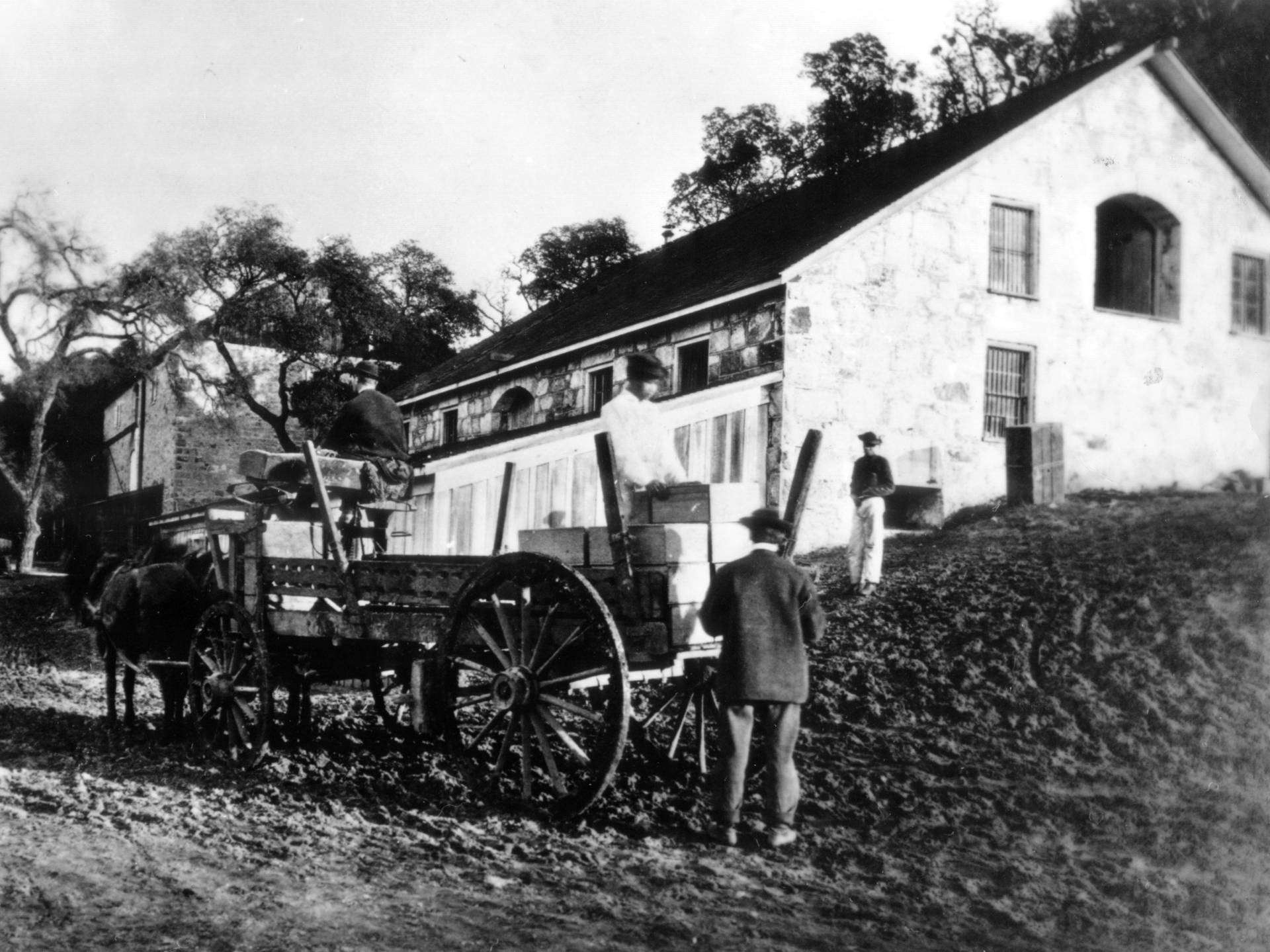 Chinese workers transport wine at Buena Vista, the oldest winery in California's Sonoma County, built in the mid-1800s. From the backbreaking labor of clearing roads and digging out caves to highly skilled horticultural work, Chinese laborers helped build Sonoma's wine country.