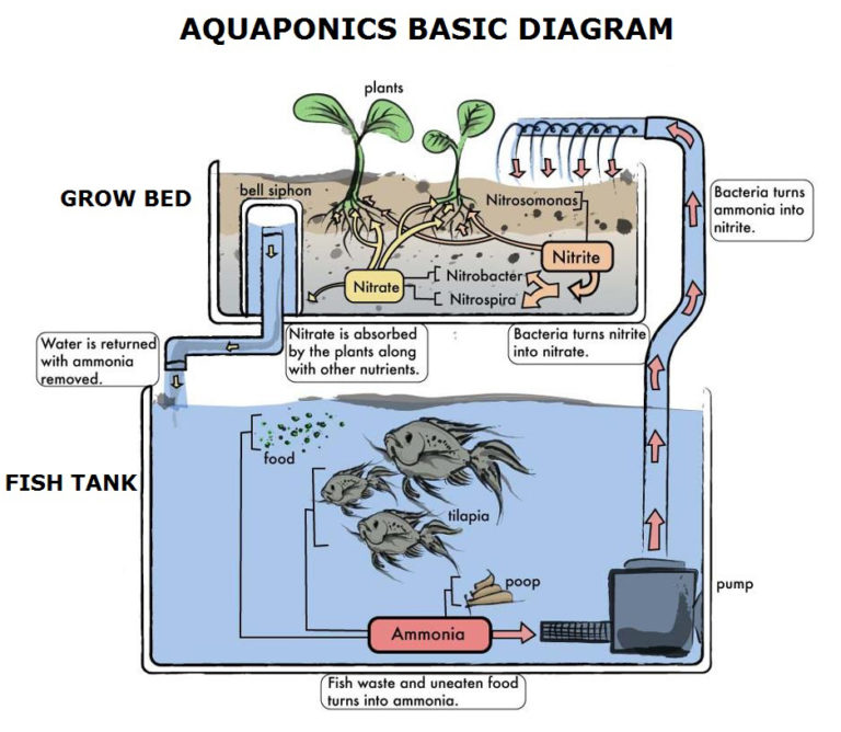 Diagram courtesy of Aquaponics Phillipines.