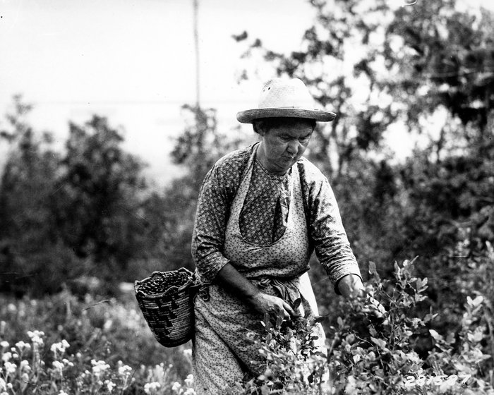 A Native American woman picks huckleberries and puts them in a basket, circa 1900. The berries historically have been an important food source for tribes of the Northwest.
