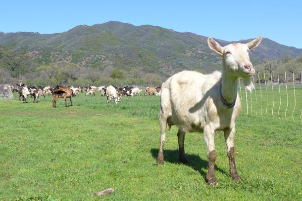 Goats grazing at Bodega & Yerba Santa Goat Cheese