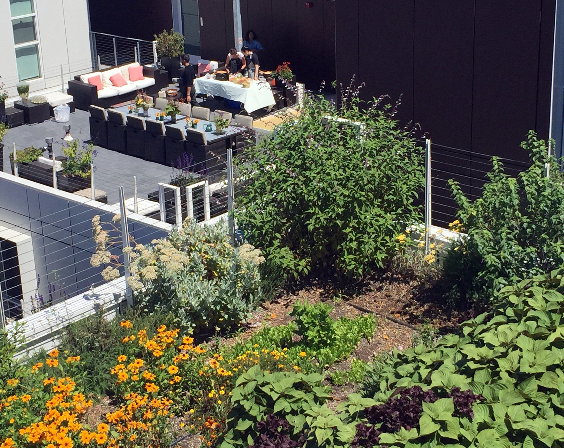 Rasmussen and assistants set up for pop-up lunch on a rooftop in Berkeley, amid the organic garden plots of Top Leaf Farms.
