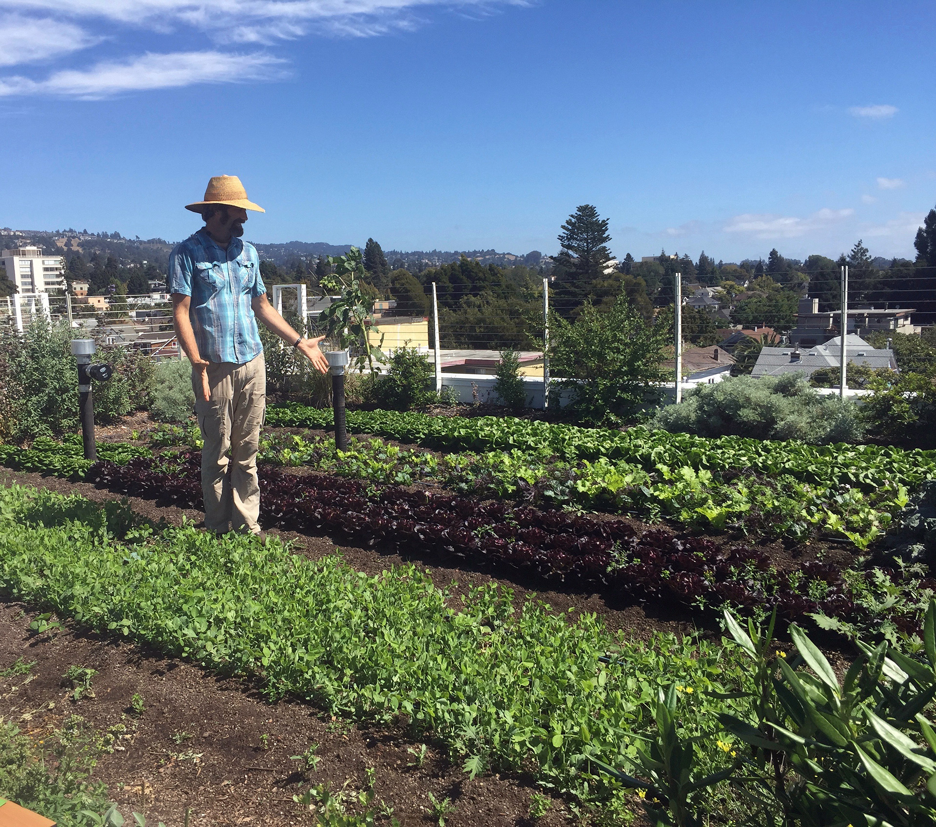 Top Leaf Farm's founder, ecological designer and organic farmer Benjamin Fahrer, introduces some of his bounty. His hyper-local rooftop farm, delivers to customers within a 3 mile radius, including Pizzaiolo, Gather and Chez Panisse.