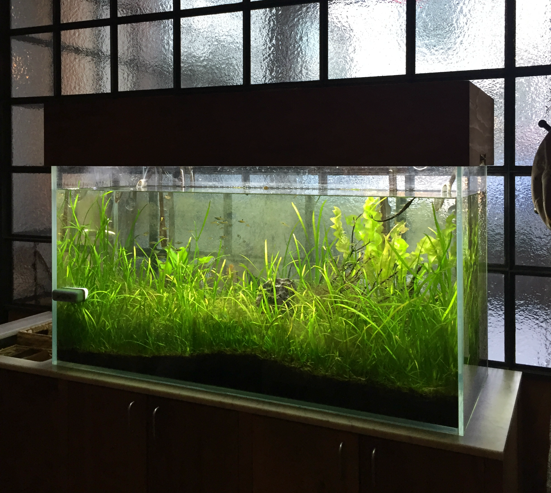 The Perennial has a small fish tank in the restaurant to demonstrate the aquaponic system they use to grow their lettuce.