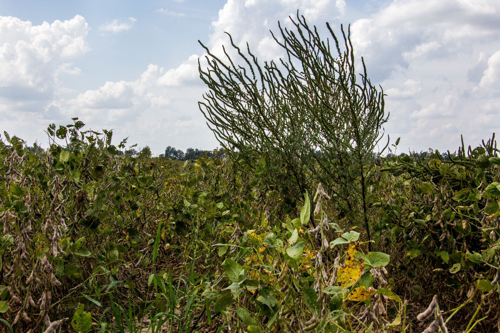 A farmer's nightmare weed, glyphosate-resistant Palmer amaranth, or pigweed, sprouts in a soybean field in Arkansas. Its evolution has farmers looking for new weedkilling strategies.