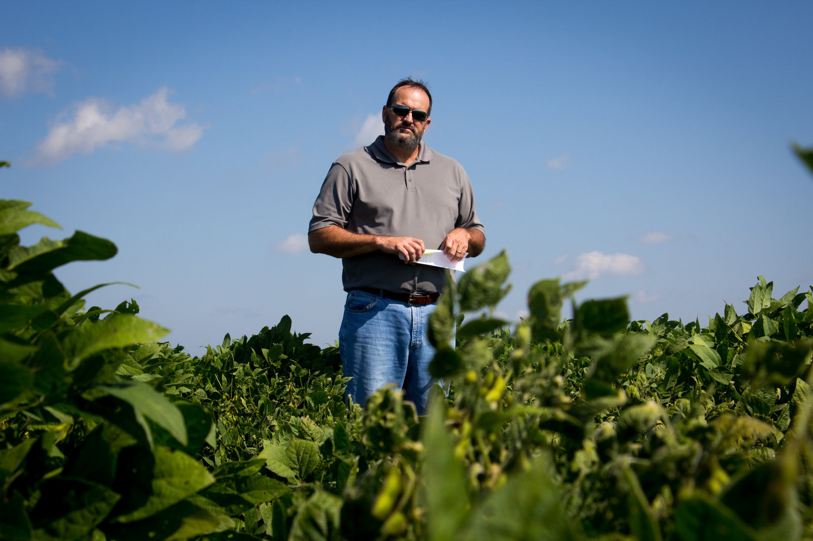 Bob Scott, a weed scientist at the University of Arkansas, and his colleagues conducted experiments on the effects of dicamba drift on nearby crops.