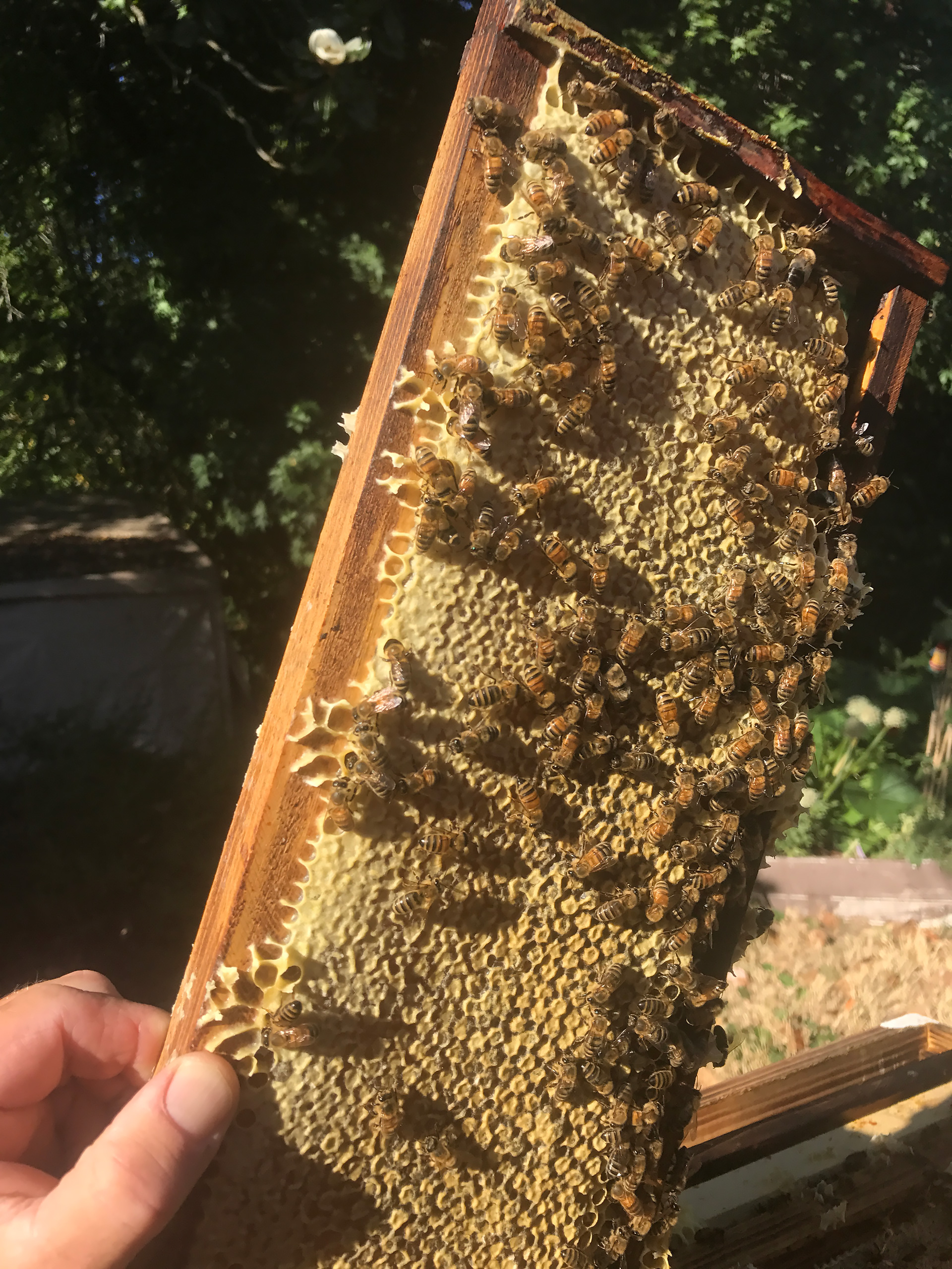 Dewitt Barker pulling honeycomb for the farmer’s market from Santa Rosa hives.