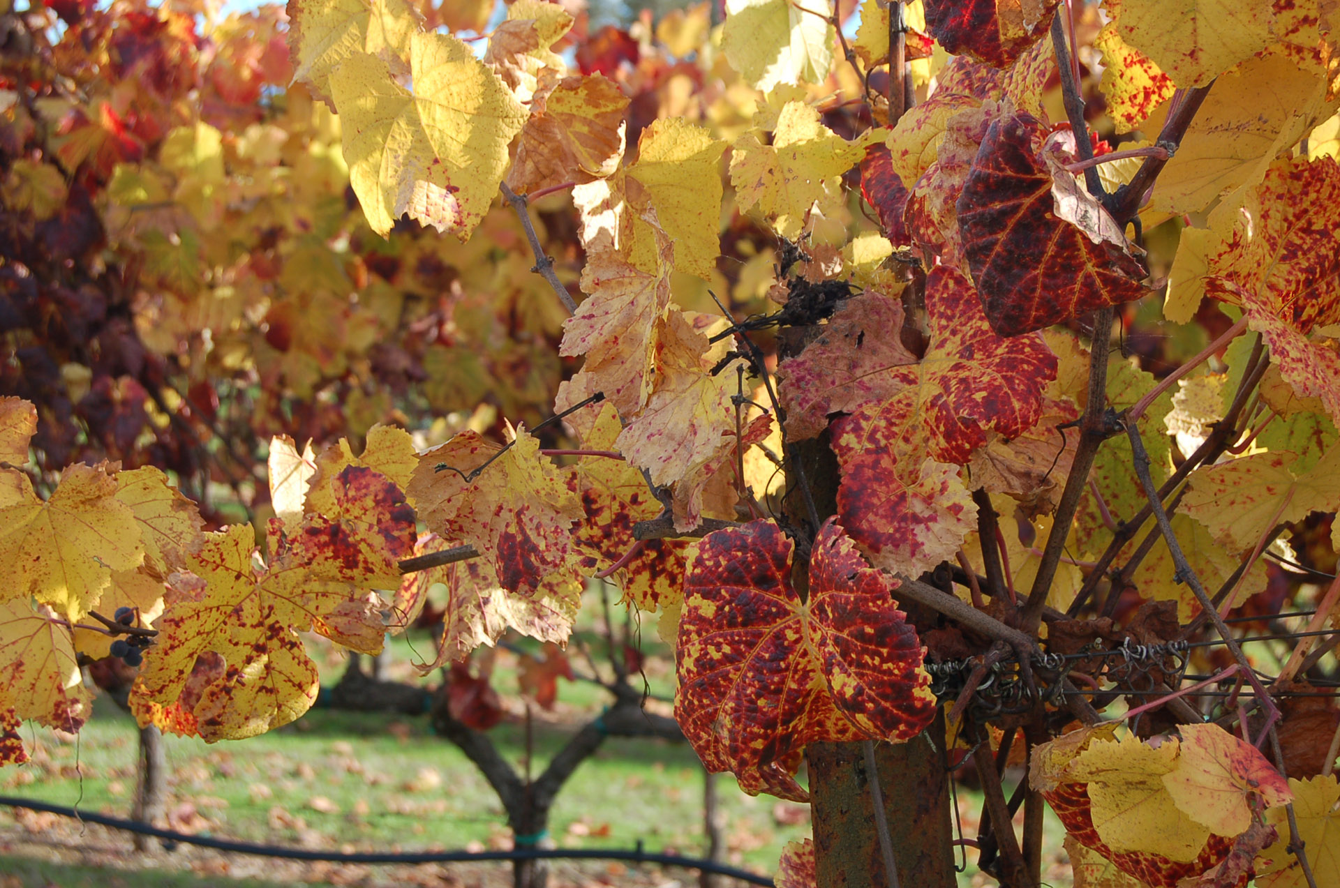 Fall is a beautiful time to go to wine country and after the recent devastating fires, merchants in Napa, Sonoma and Mendocino counties could use the financial support of visitors.