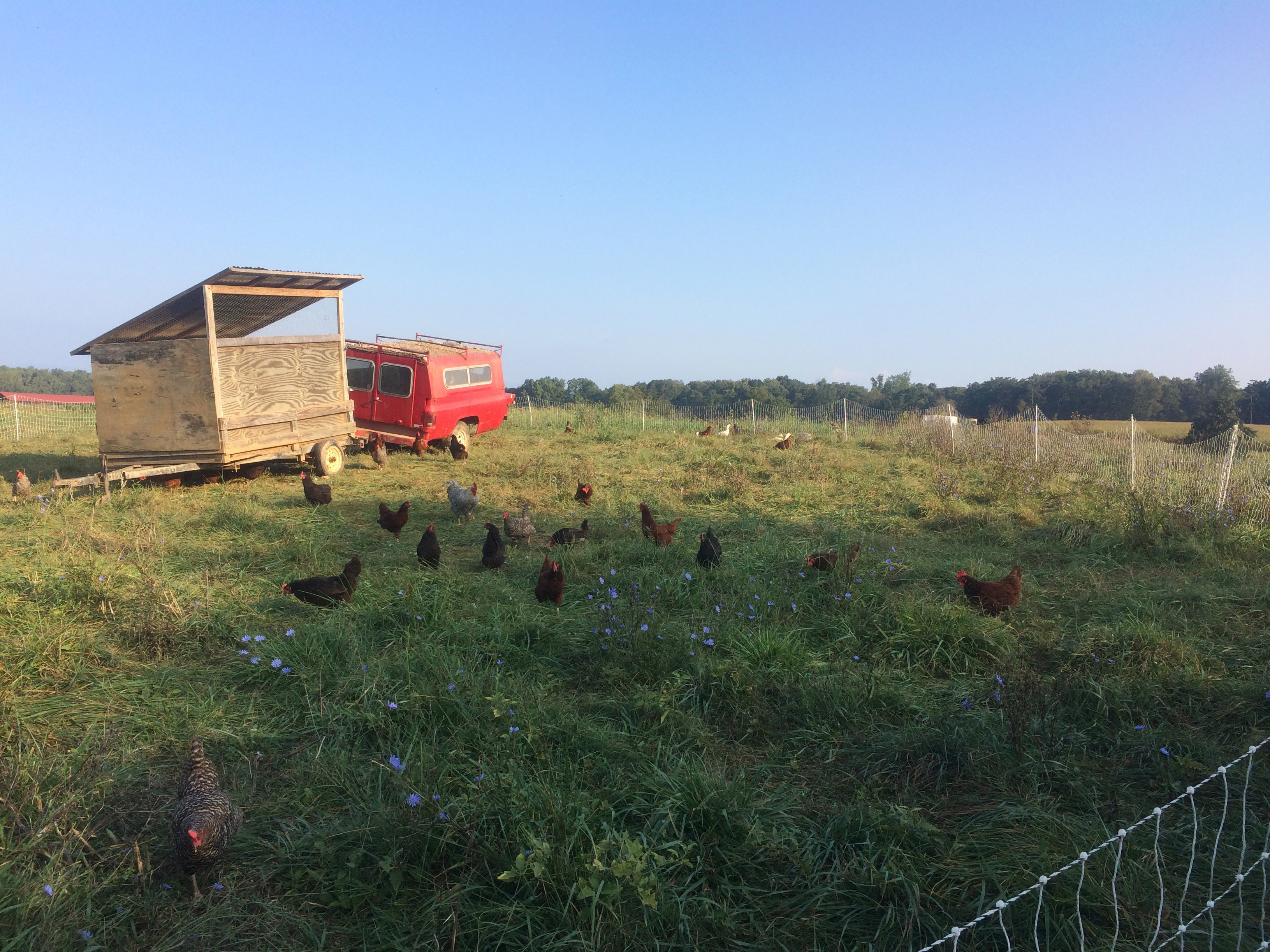 Chickens roam in their floorless pen on Chris Newman's farm. Newman quit his desk job to take up farming. He hopes to encourage more people of color to become farmers and push for sustainable farming practices, so healthy food becomes accessible to those who can't afford it.