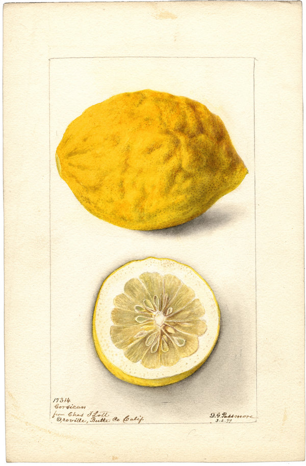 1899 Watercolor of a Corsican Lemon grown in California.