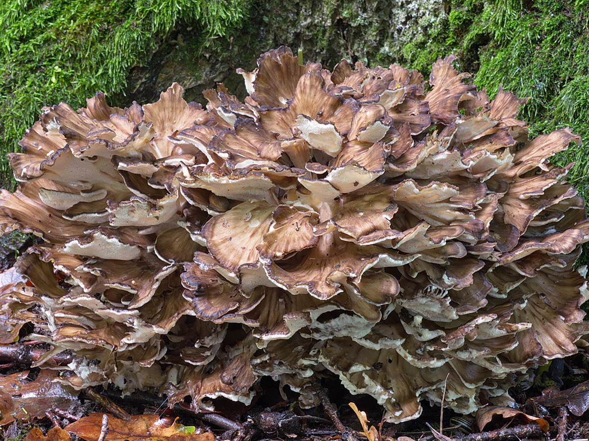 Grifola frondosa (maitake or hen-of-the-woods)