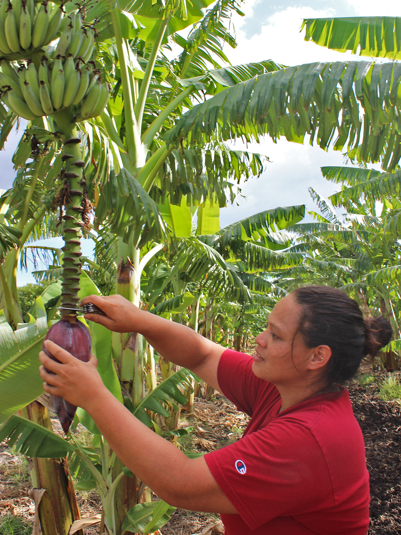 Cheryse Sana, farm co-manager, cuts a banana blossom off a tree at MA'O Organic Farms.