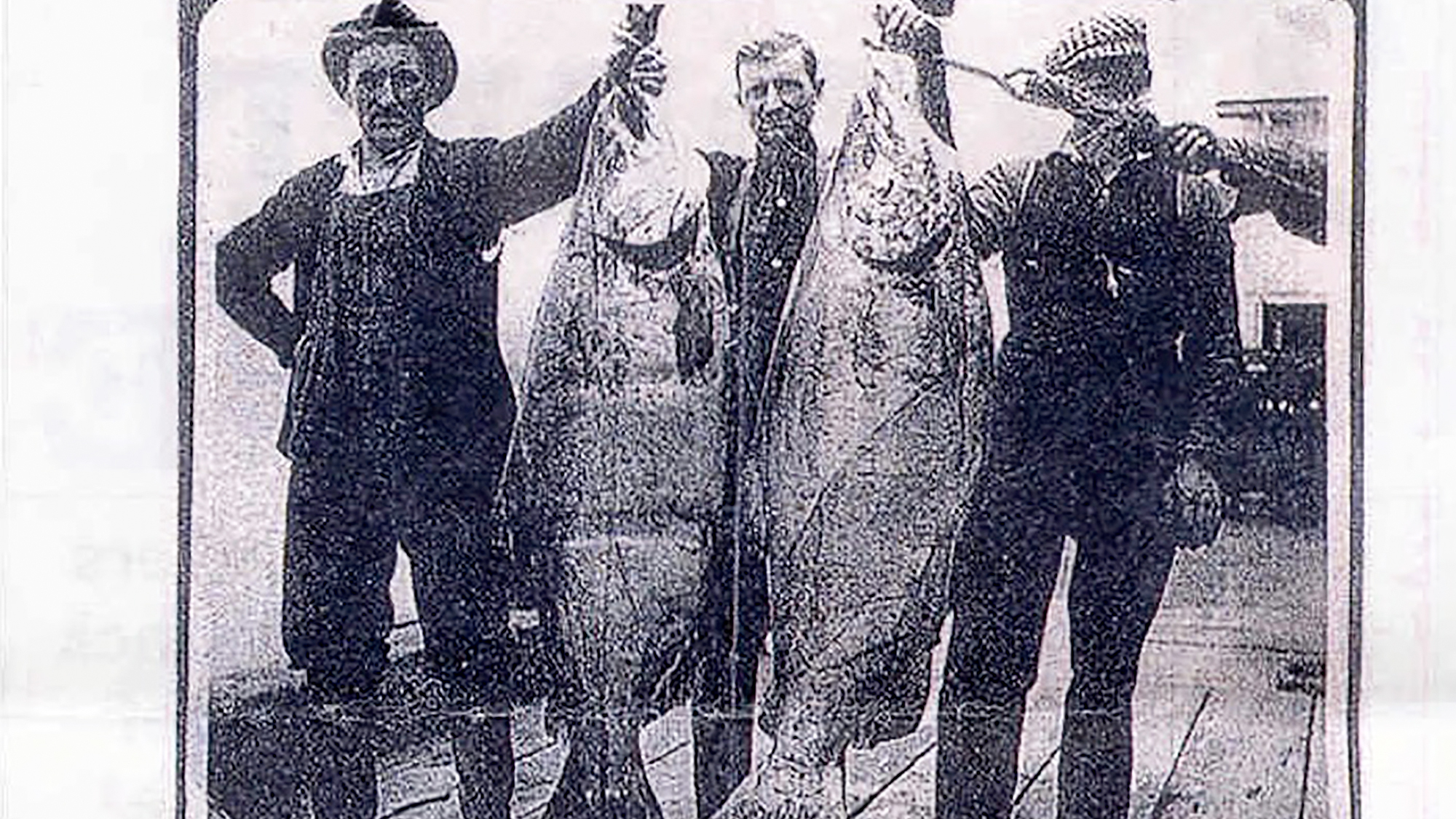 A photo taken in Astoria, Ore., circa 1910. It was stated that the chinook on the left weighed 116 pounds and the one on the right weighed 121 pounds.