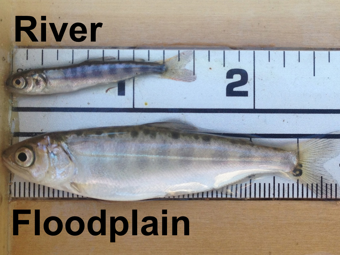 "Floodplain fatties" is a nickname for the well-fed baby salmon and smelt who will eat bugs farmed in the rice fields while swimming through the Sacramento River.