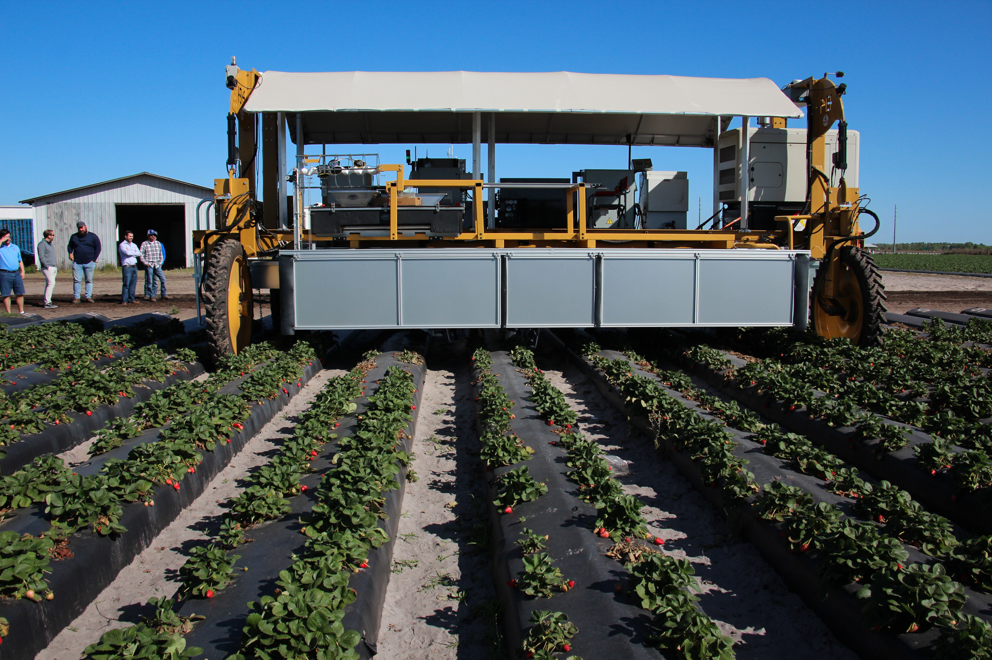 The strawberry-picking robot enters a field near Duette, Fla.