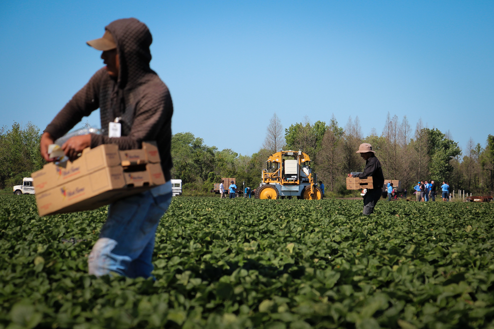 The strawberry harvest is underway near Duette, Fla. In the background, the strawberry-picking robot awaits its turn.