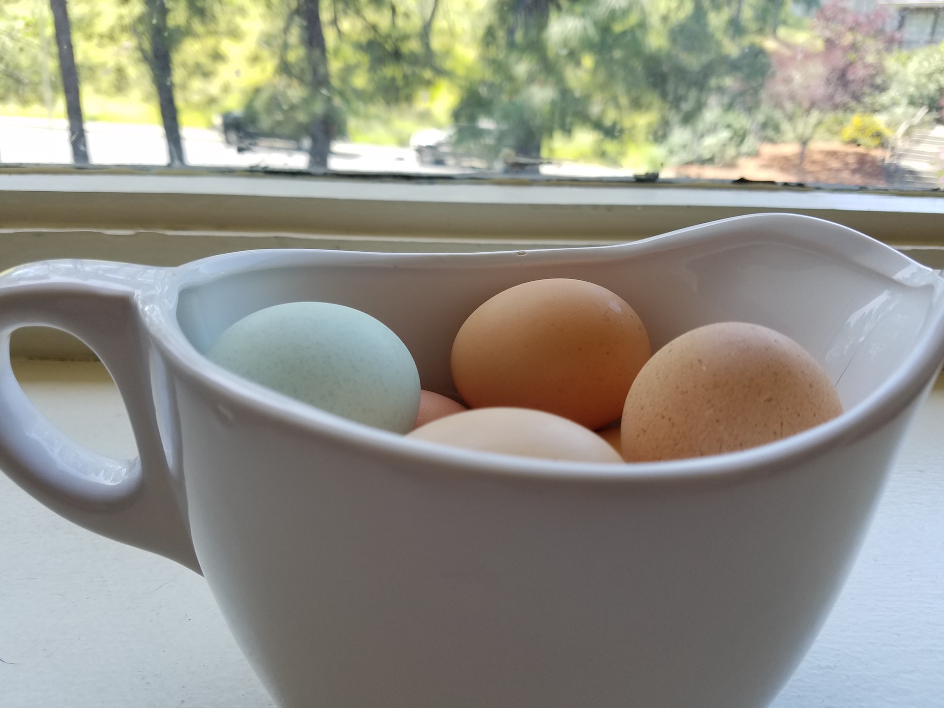 The multi-colored eggs.