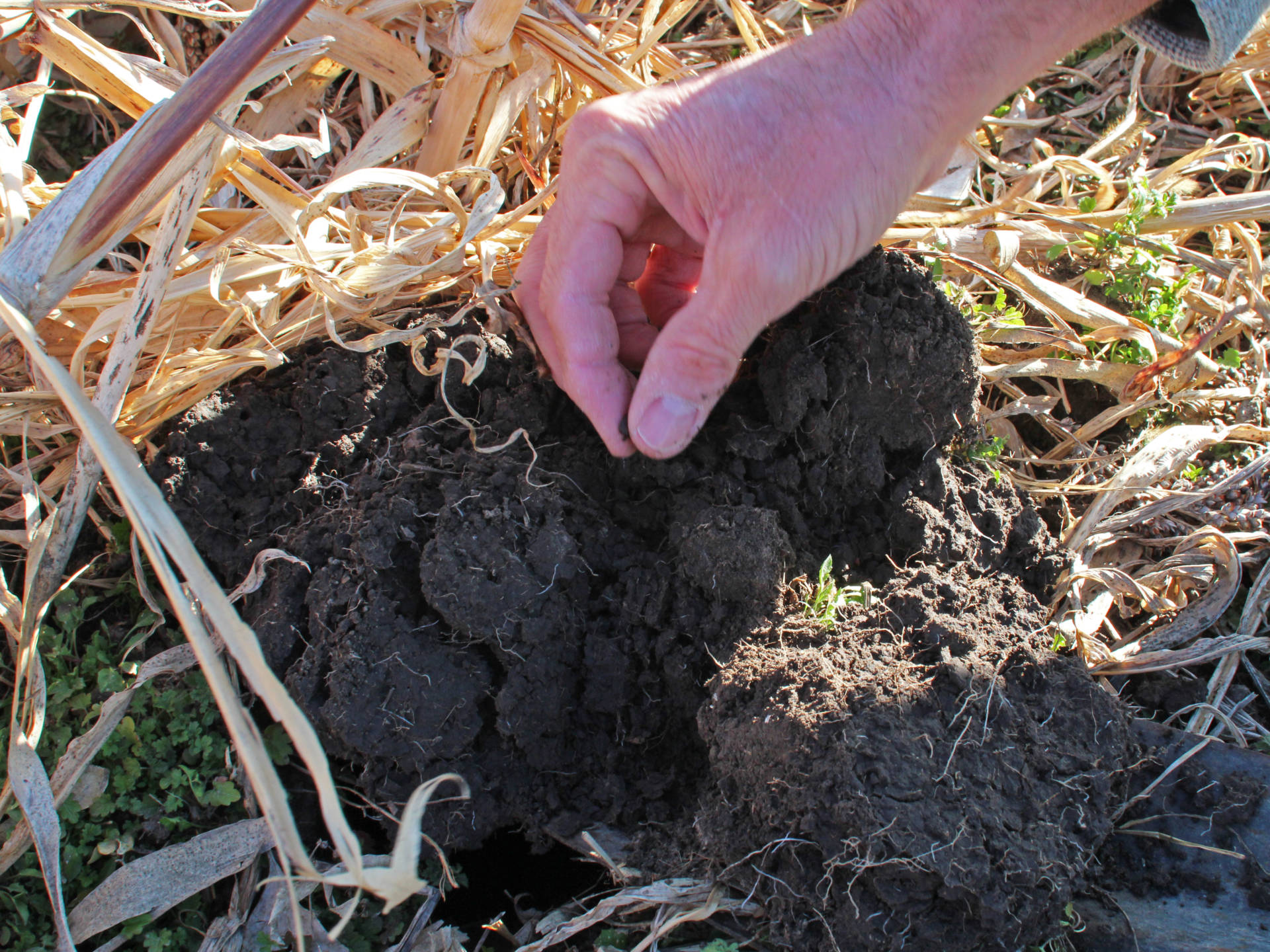 The carbon, or "organic matter" content of this soil on Del Ficke's farm has more than doubled since he changed his farming practices.