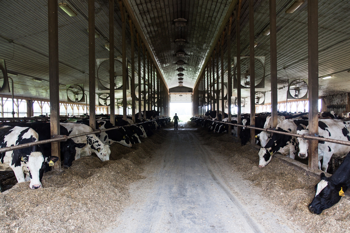 A look inside of a Vermont dairy barn.