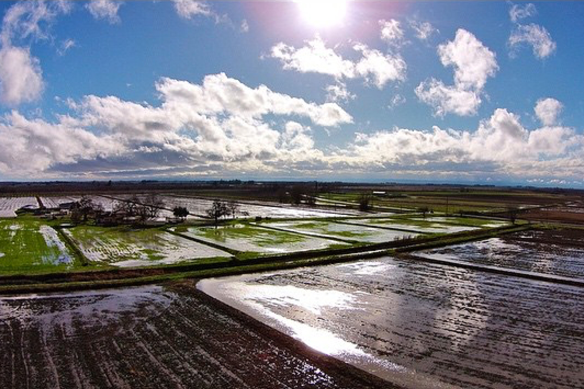 Massa Organics’ rice fields after a winter rain.