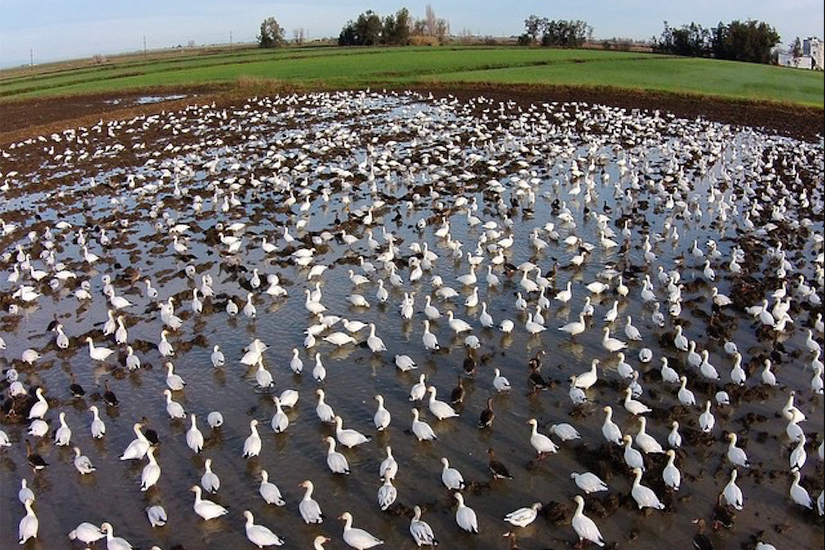 Snow geese spend a winter morning on the farm in this photo from a drone flying over Massa’s fields.