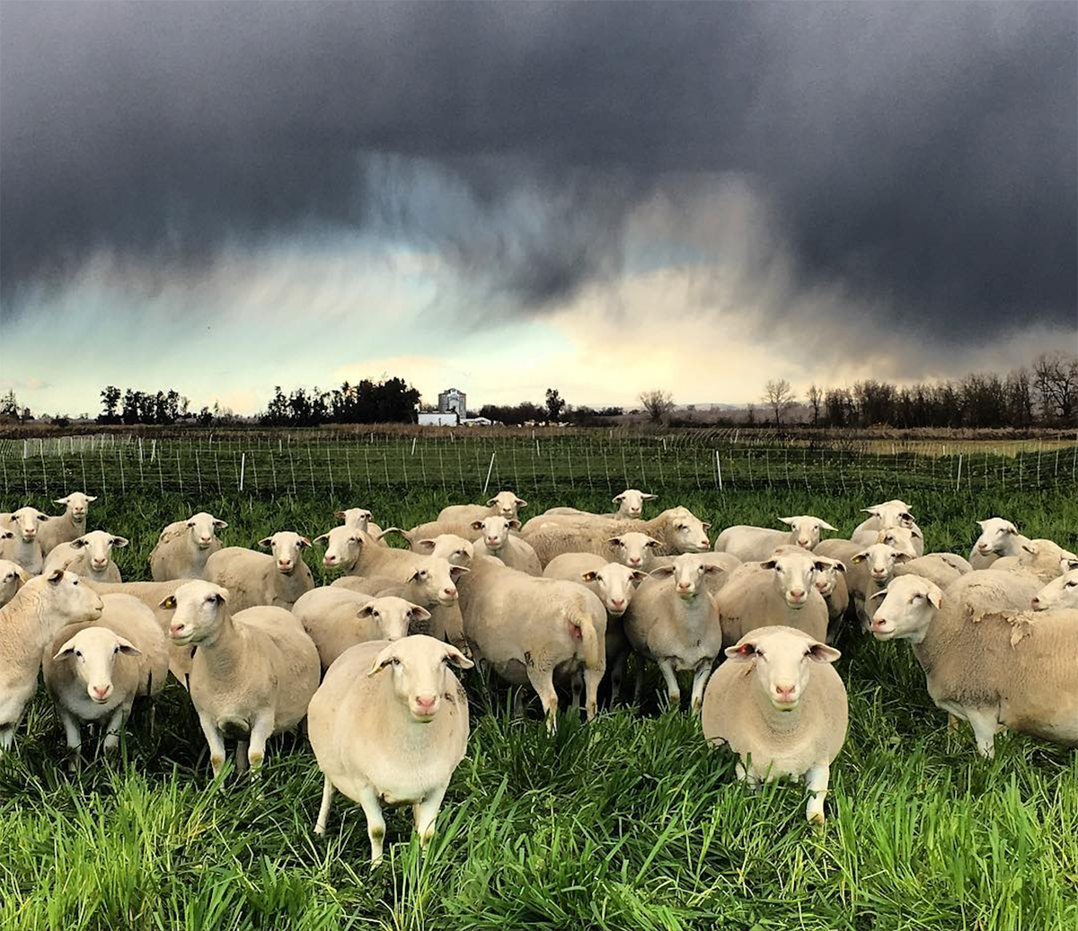 Sheep before an approaching storm.