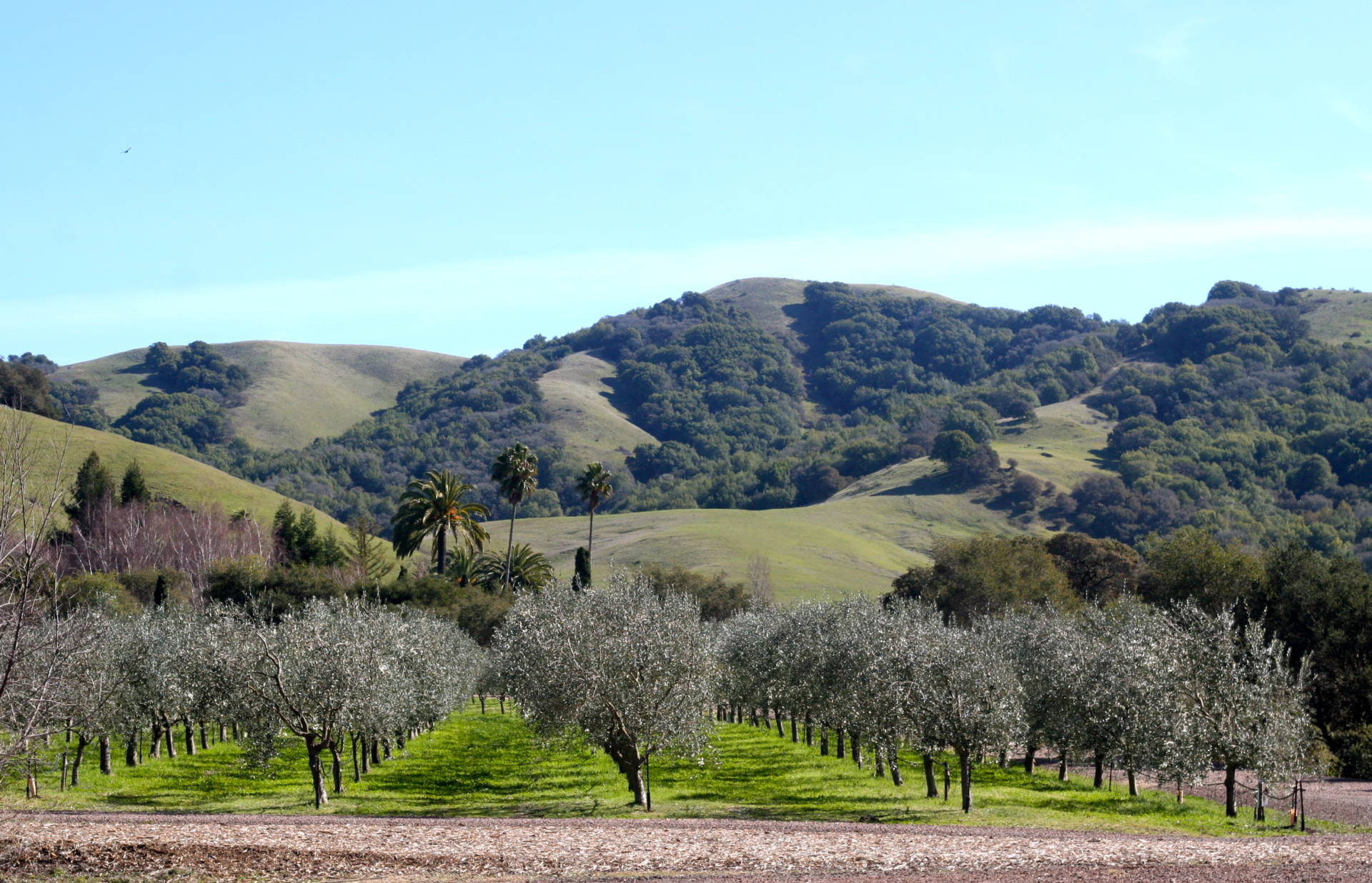 The stunning grounds (and olive trees) at McEvoy Ranch.