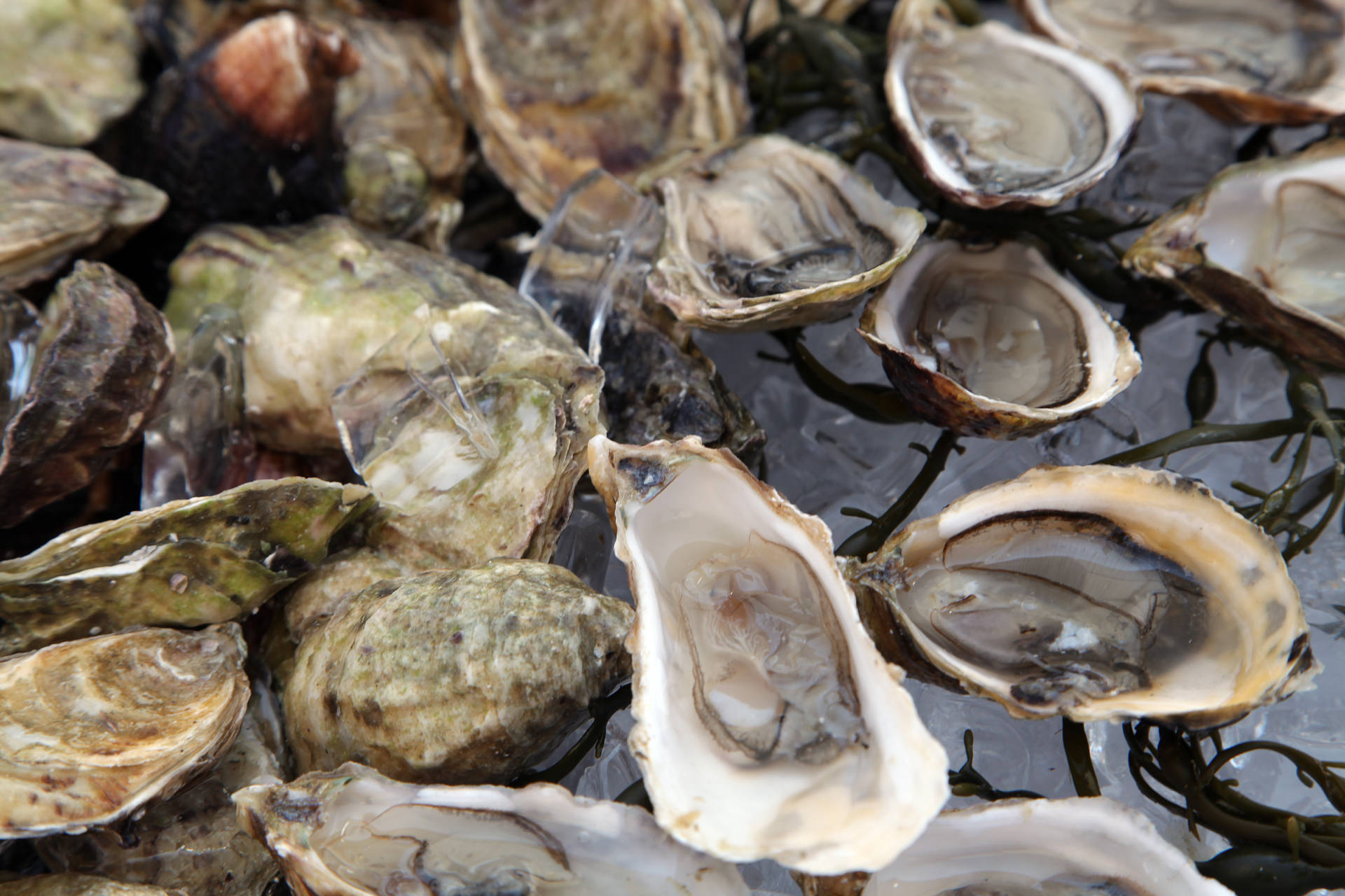 OysterFest will be an oyster-lover’s paradise on the patio at Waterbar.