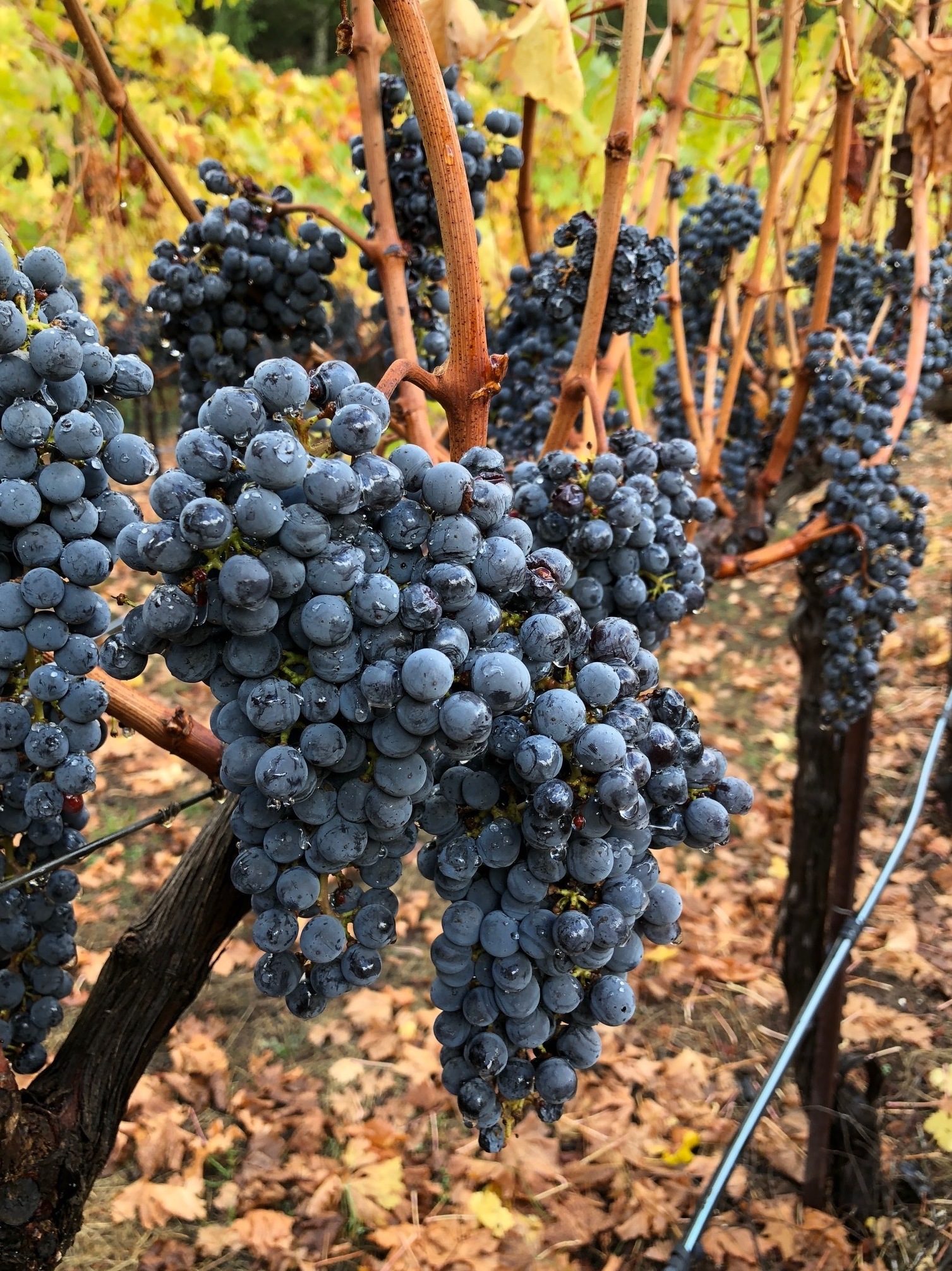 These grapes, tainted by smoke from the wildfires that burned through California's wine country last year, were picked quickly and turned into Rescue RayZins instead of being thrown away.