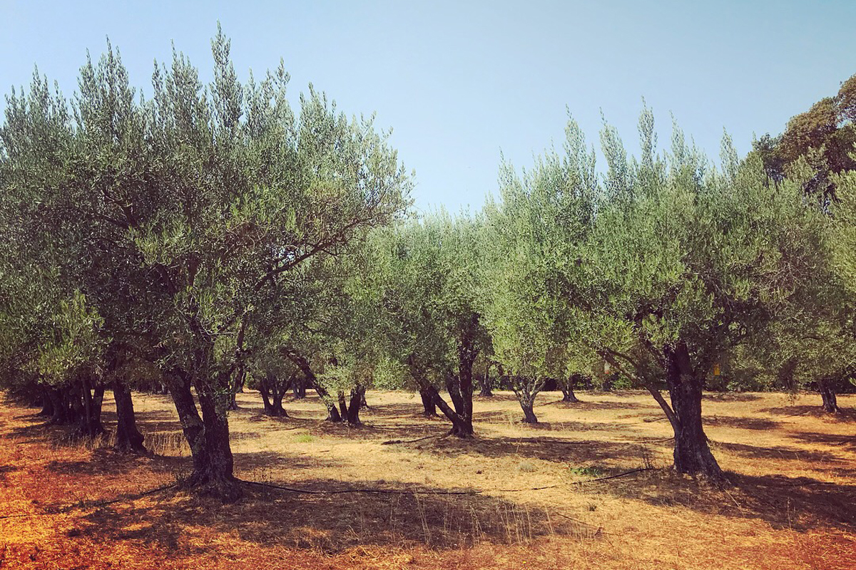 The historic olive groves at Long Meadow Ranch.