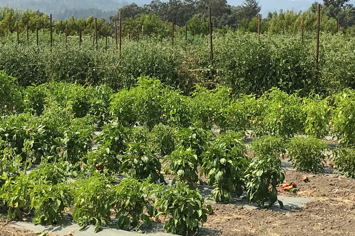 Vegetables and grapevines growing at Long Meadow Ranch.