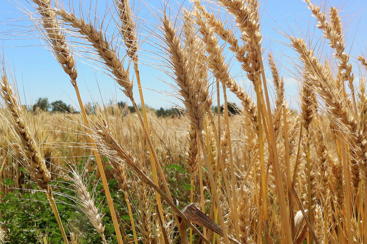 The wheat fields of Capay Mills